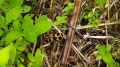 Dasymutilla munifica