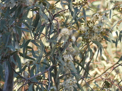 Ptilotula penicillata