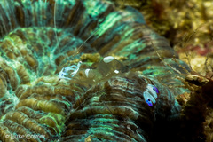 Ancylomenes magnificus