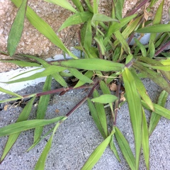 Digitaria ischaemum