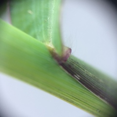 Digitaria ischaemum