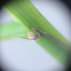Digitaria ischaemum