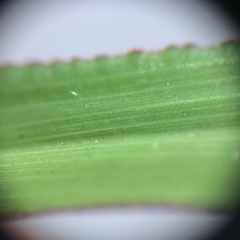 Digitaria ischaemum