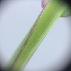 Digitaria ischaemum