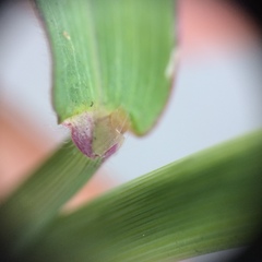 Digitaria ischaemum