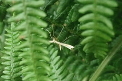 Pterophorus pentadactyla
