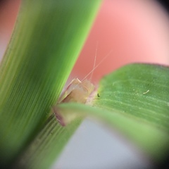 Digitaria ischaemum