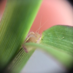 Digitaria ischaemum