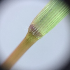 Digitaria ischaemum
