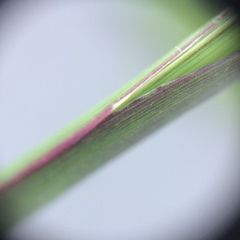 Digitaria ischaemum