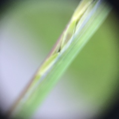 Digitaria ischaemum