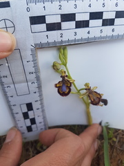 Ophrys speculum
