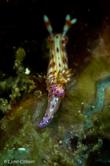 Hypselodoris