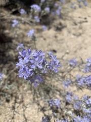 Eriastrum densifolium