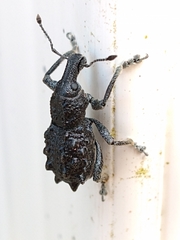 Megalometis spinifer