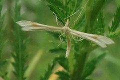 Pterophorus pentadactyla