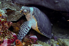 Eretmochelys imbricata