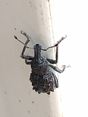 Megalometis spinifer