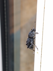 Megalometis spinifer