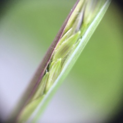 Digitaria ischaemum