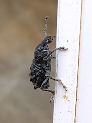 Megalometis spinifer