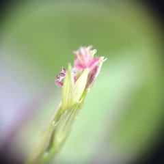Digitaria ischaemum