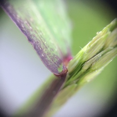 Digitaria ischaemum