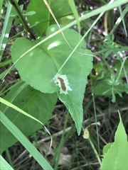 Calycomyza promissa