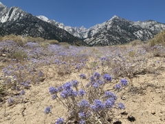 Eriastrum densifolium