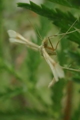 Pterophorus pentadactyla
