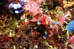 Nembrotha