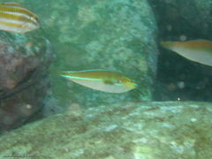 Stethojulis interrupta