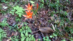 Lycoris sanguinea