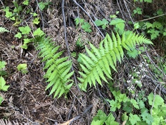 Oreopteris quelpartensis