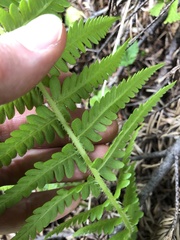 Oreopteris quelpartensis