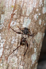 Neoclytus augusti