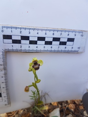 Ophrys bombyliflora