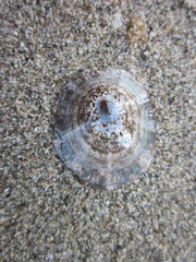 Cellana