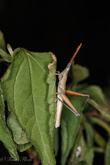 Sphenacris crassicornis