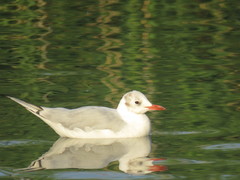Chroicocephalus ridibundus