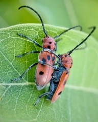 Tetraopes tetrophthalmus