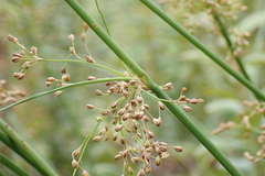 Juncus pylaei