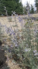 Lupinus angustifolius
