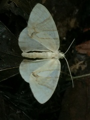 Eulithis convergenata