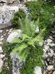 Oreopteris quelpartensis