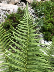 Oreopteris quelpartensis