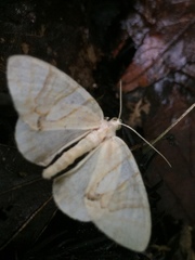 Eulithis convergenata
