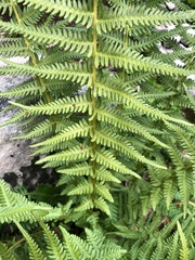 Oreopteris quelpartensis