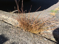 Carex buchananii