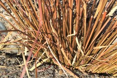 Carex buchananii